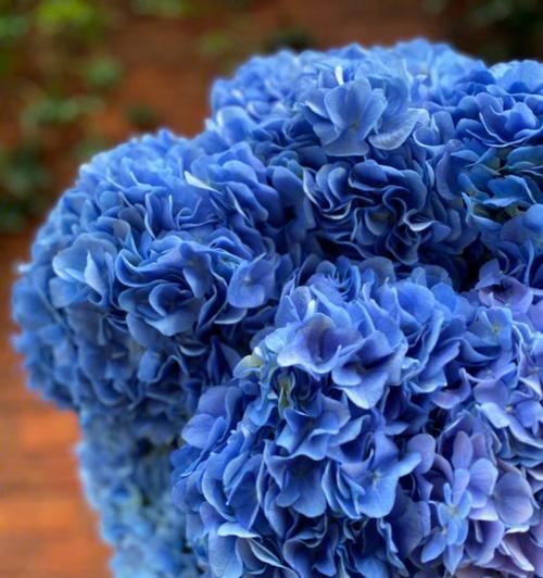 蓝色绣球花的花语及意义（探索蓝色绣球花的花语）