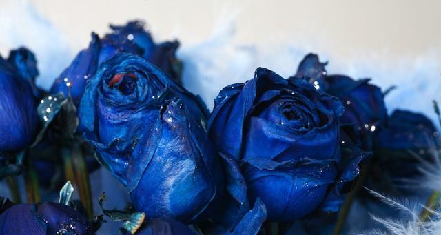 蓝色妖姬花的诗意绽放（寓意深远）