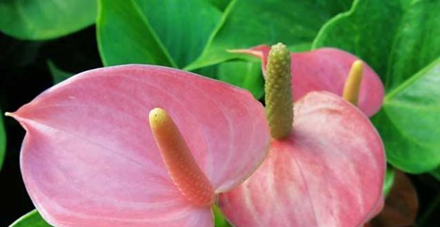 老虎花的花语与象征（揭示老虎花的神秘与美丽）
