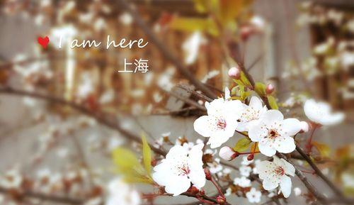 梨花的花语及象征意义（揭秘梨花之美与深意）