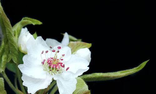 梨花花语与寓意的美丽舞蹈（梨花的花语之意义与传承）