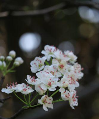 梨花的寓意与象征（探索梨花的内涵与文化象征）