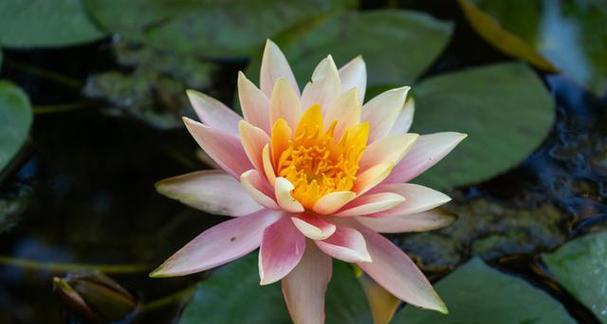 以莲花花语代表什么意思（探寻莲花的深刻内涵和象征意义）