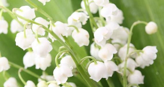 铃兰花语之纯洁与希望（探寻铃兰的花语）
