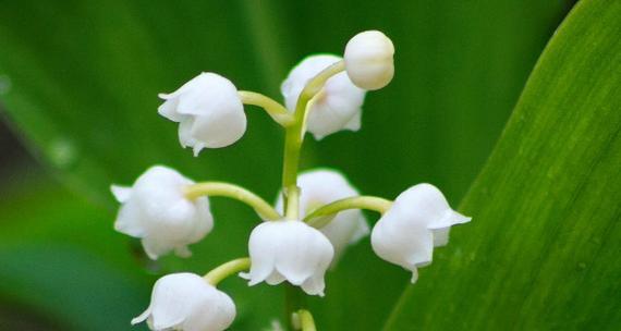 铃兰花语（用一束铃兰）