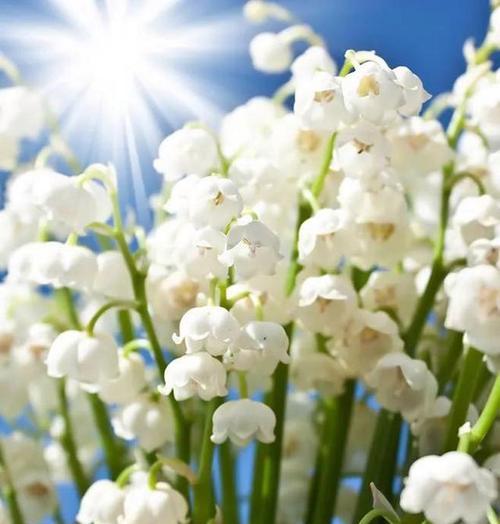 铃兰花（盛开于黑暗中的馨香之花）