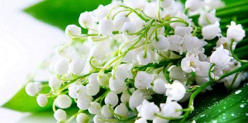 铃兰花的寓意及其美丽花语（铃兰花的象征意义与文化传承）