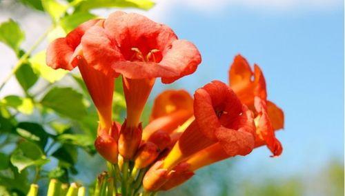 凌霄花之美（探索凌霄花花语的深意）