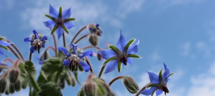 琉璃苣花语（解读以琉璃苣花为媒介传递的深情寓意）