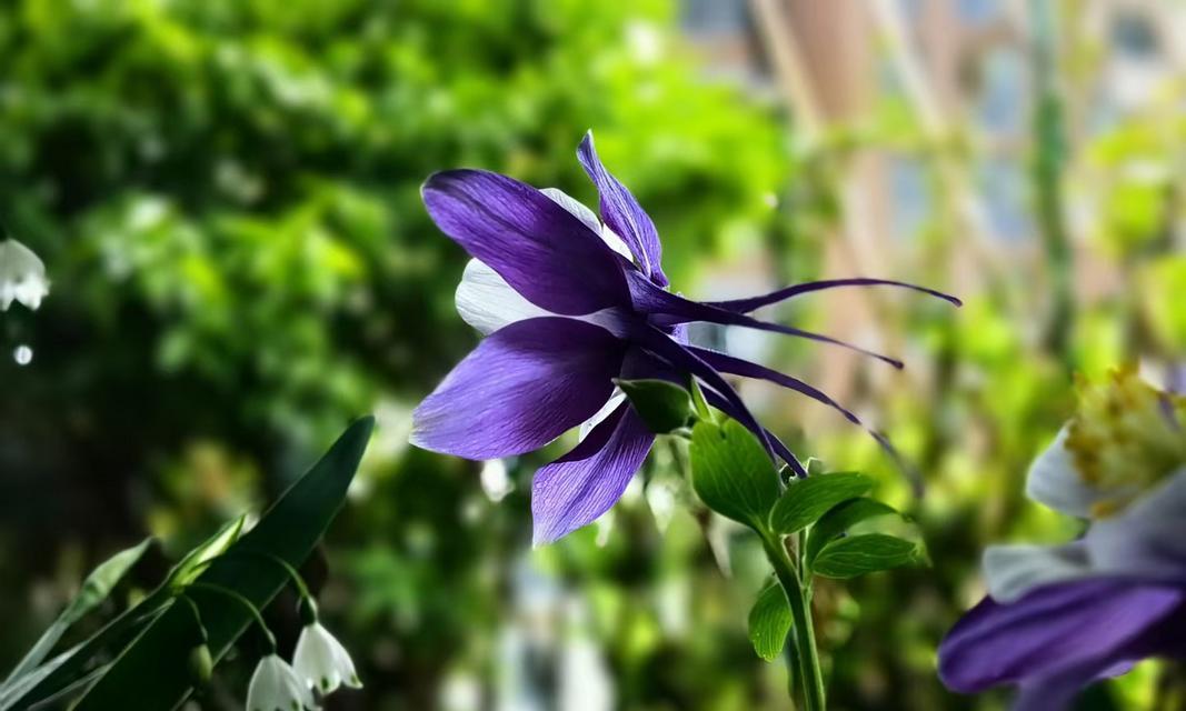 耧斗菜的花语与寓意（耧斗菜——爱情）