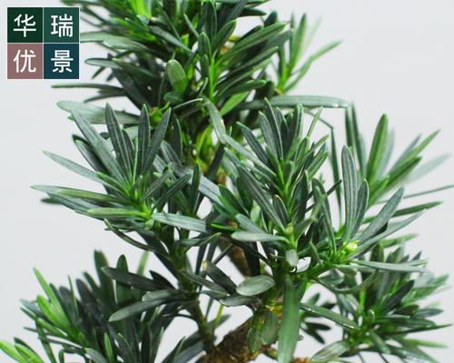罗汉松的意义与寓意（探索罗汉松的象征意义和文化价值）