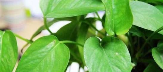 绿萝花语与寓意（探索绿萝的神秘力量）