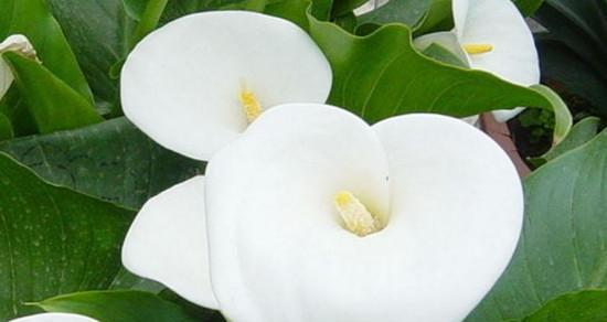 以马蹄莲的花语（展现纯洁与美丽的花朵）