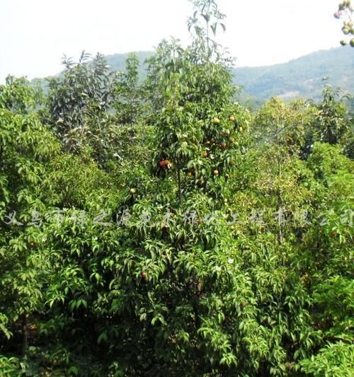 荔枝树的生长环境与特点（探究荔枝树喜阴还是喜阳）