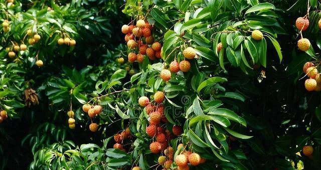 荔枝种植技术与管理（种植前的准备工作）