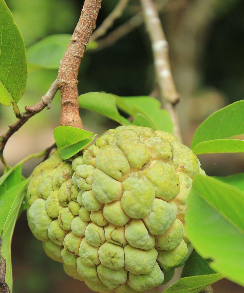 番荔枝籽种植指南（从选购到种植）
