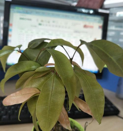 番荔枝籽种植指南（从选购到种植）