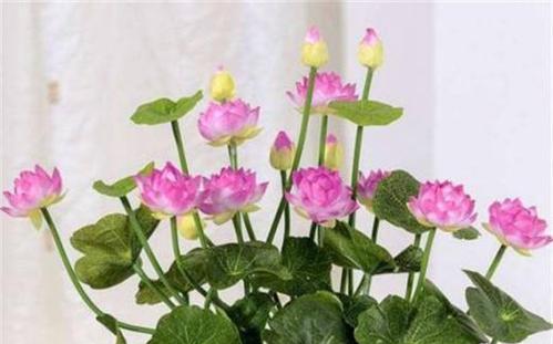 莲花——福祥之源（传统文化中的莲花象征和风水运用）