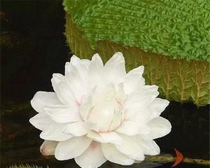 莲花开花时间及养护技巧（了解莲花的开花时间）