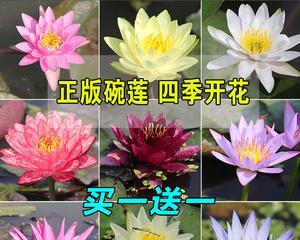 莲花开花时间及养护技巧（了解莲花的开花时间）