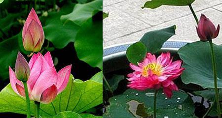 莲花播种时间的选择（莲花生长期）
