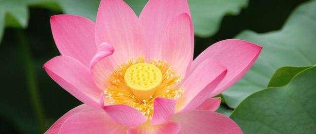 莲花开放季节是什么时候（莲花盛开的时间）