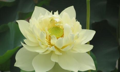 解析莲花在中华文化中的寓意（解析莲花在中华文化中的寓意）