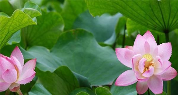 解析莲花在中华文化中的寓意（解析莲花在中华文化中的寓意）
