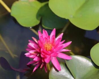 莲花种植方法与要点