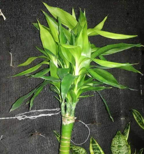 怎样解决莲花竹叶子发黄问题（让你的莲花竹常青常新）