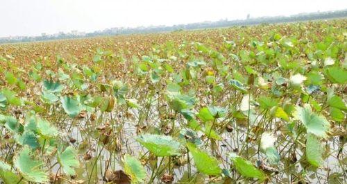 莲藕病虫害防治技术措施（以生物防治为主的可持续农业生产）