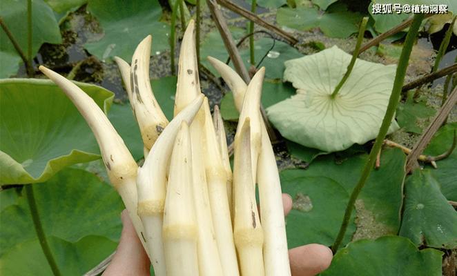 莲藕收获季节及注意事项（了解莲藕收获时间）