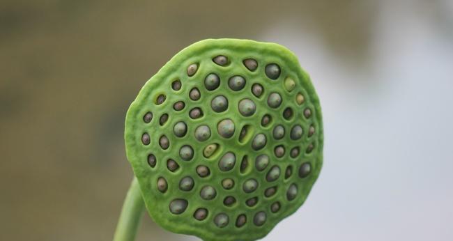 莲蓬的生长过程（从萌芽到开花——揭秘莲蓬的成长之路）