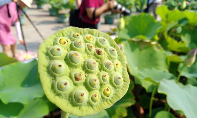 莲蓬的开花与结果（何时开花结果）