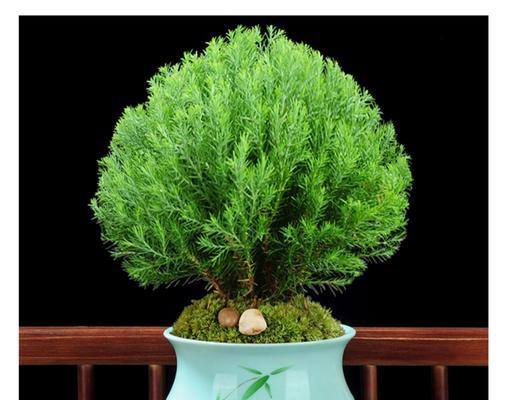 如何选择合适的莲雾盆栽盆（盆栽大小、种类、材质等问题解析）