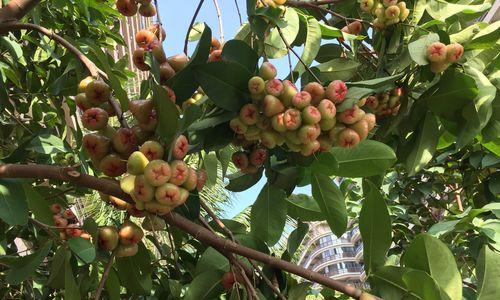 莲雾树的种植与养护（院子里也能种）