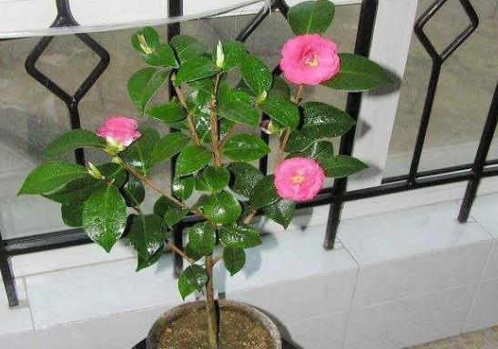 凉开水能不能浇花（揭秘浇花的误区）
