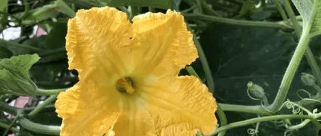 两性花和单性花的区别（如何判断花的两性）