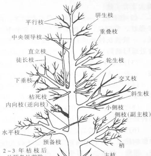 量天尺的繁殖方法及注意事项（了解量天尺繁殖的技巧）