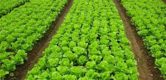 保鲜生菜的小技巧（如何保存生菜时间更长）