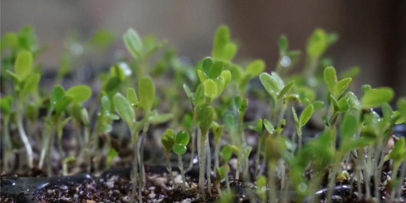 生菜种子发芽全过程（探究生菜种子发芽时间及注意事项）