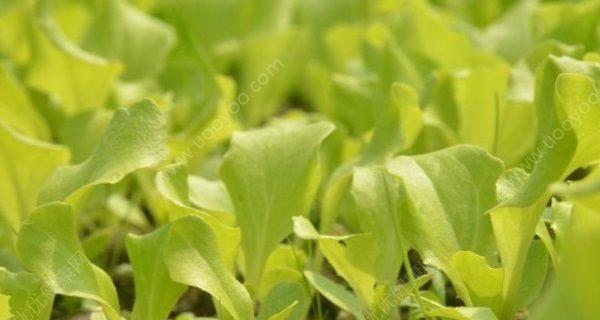 种植生菜的最佳时间（生菜种子的最佳播种时间及相关注意事项）