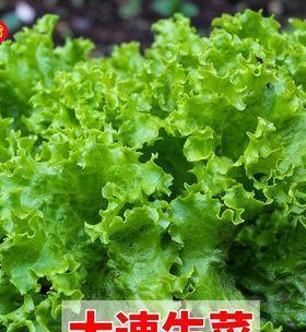生菜种子的来源及培育方法（从自然生态到人工选育）