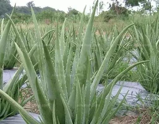 生吃芦荟的好处（百利而无一害）