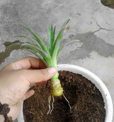 生根水浇花，让花儿更美丽（掌握方法）