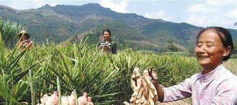 生姜肥料施用时间和方法（如何科学施肥）