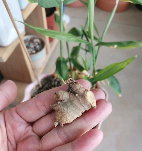 生姜的妙用——如何保鲜（生姜保存的最佳方法及常见误区）