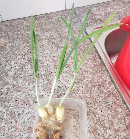水培生姜种植方法（在家也能轻松种植新鲜姜）