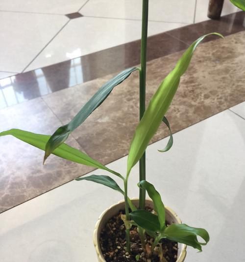 生姜能生芽吃吗（探究生姜发芽的原因与如何吃）