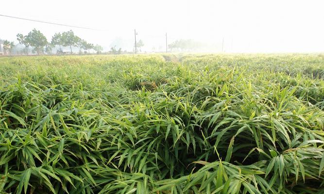 生姜种植的季节及技巧（种植生姜的最佳季节和注意事项）